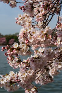Cherry blossoms in bloom near Fairfax, VA