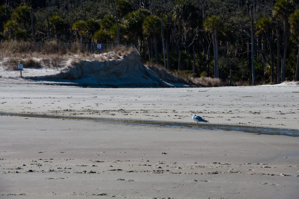 A bird standing alone on an empty beach trying to decide.