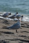 A bird on the beach looking at you.