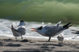 birds with mouths open near small surf breaking on sand