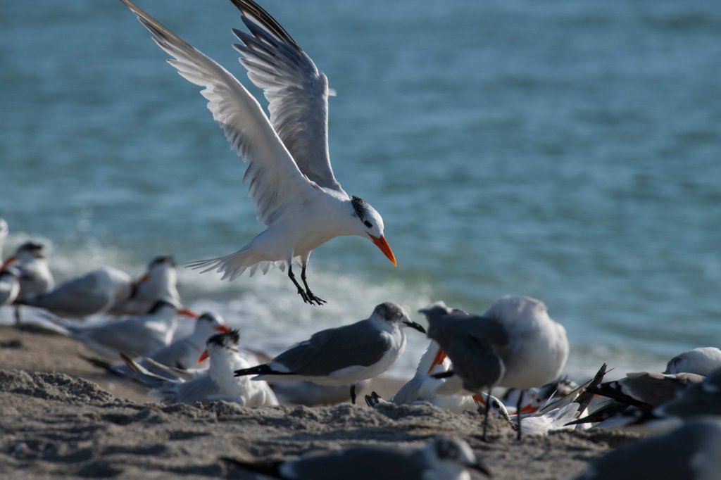 Bird swooping in on other birds to supervise their behavior
